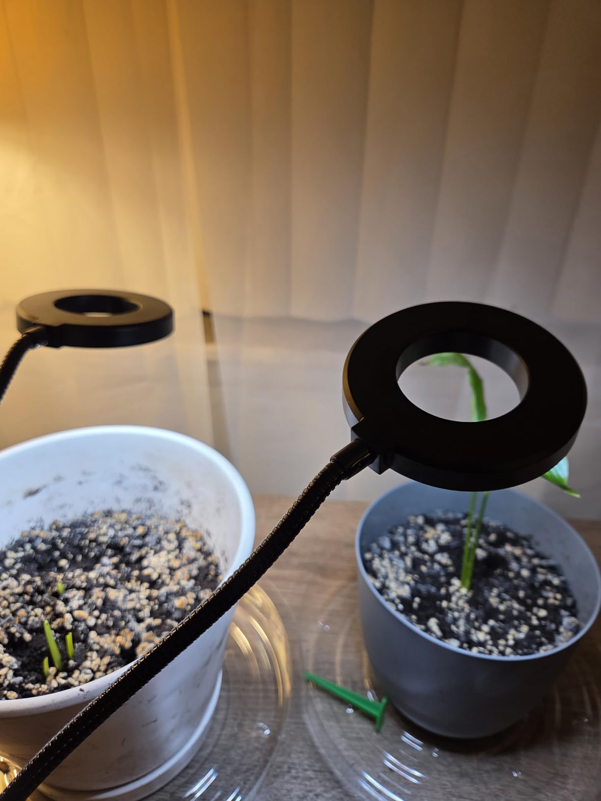 Grow Lights for Indoor Plant, Upgrade 96 LEDs Clip On Plant Lights | Halo LED Grow Light with Clip,Full Spectrum LED Plant Growing Lamp with 3 Modes & 5 Dimmable Levels, Auto Timer 6/12/16H. customer photo 1