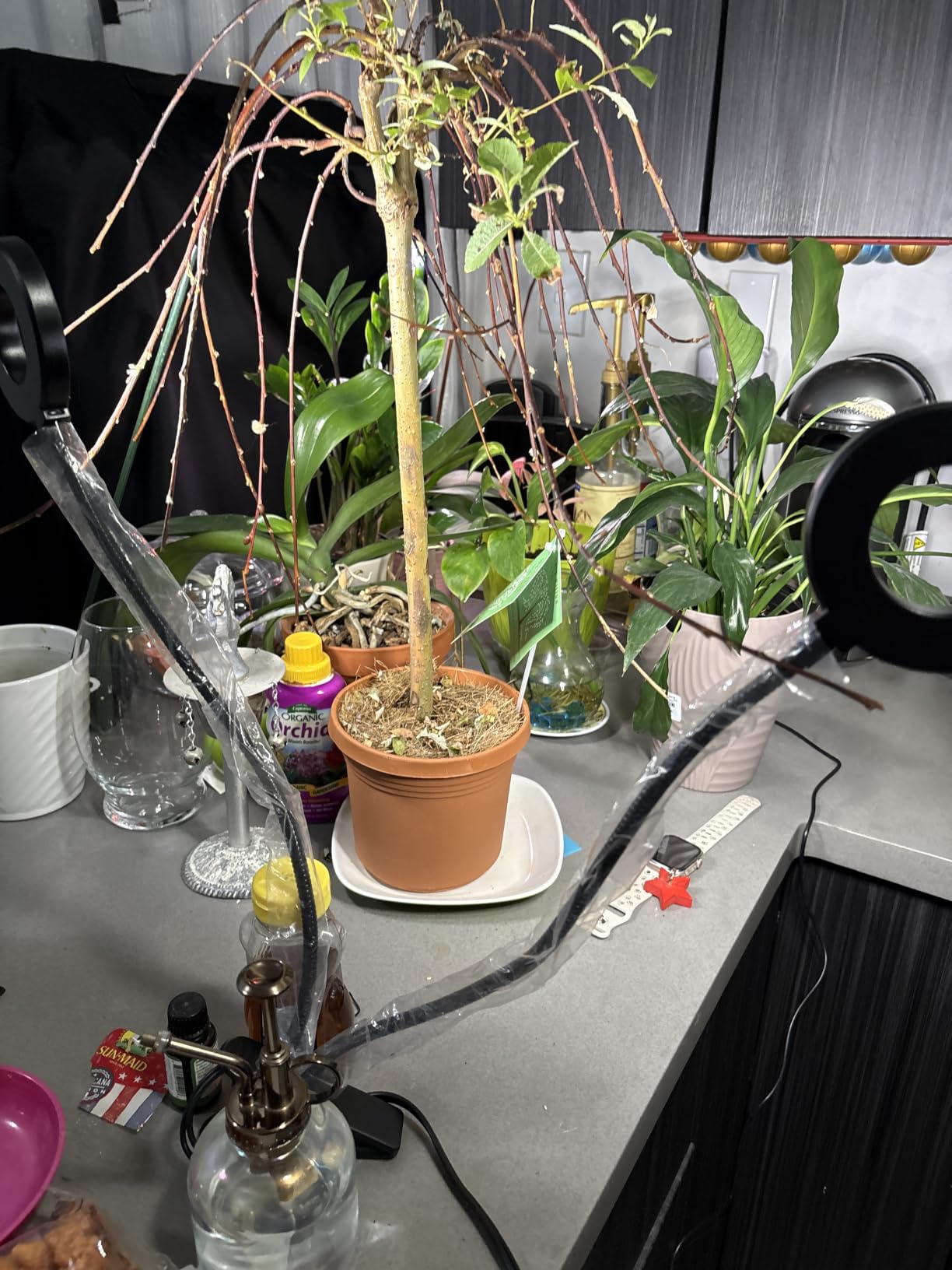 Grow Lights for Indoor Plant, Upgrade 96 LEDs Clip On Plant Lights | Halo LED Grow Light with Clip,Full Spectrum LED Plant Growing Lamp with 3 Modes & 5 Dimmable Levels, Auto Timer 6/12/16H. customer photo 2