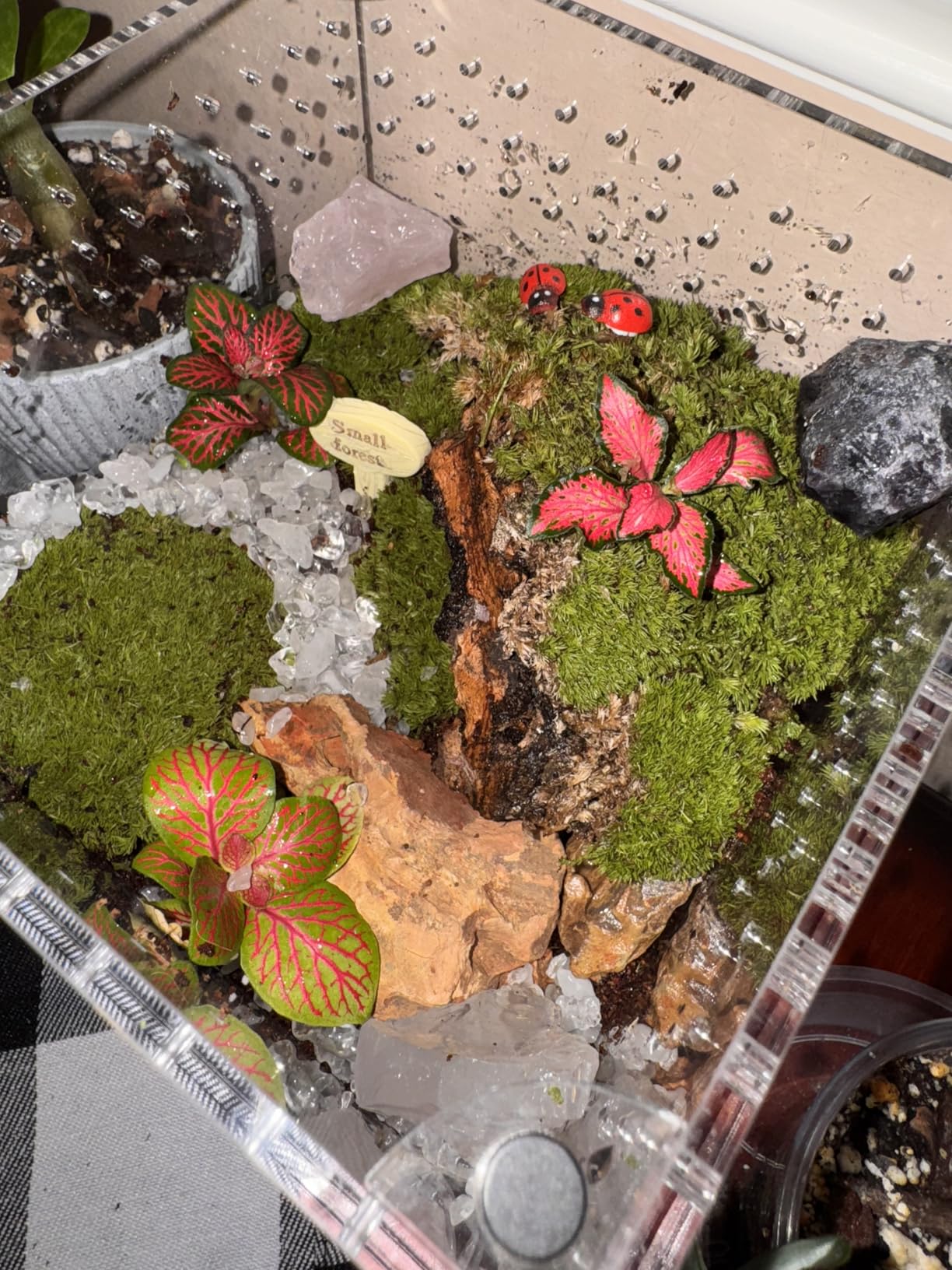 DIY Crystal Terrarium Kit - 21-Pieces All-In-One Starter Kit with Preserved Moss, Pumice, Crystals, Coconut Coir, Tools & Decor | Healing Gift for relaxing | Plants Lovers | Home & Desk Decor customer photo 2