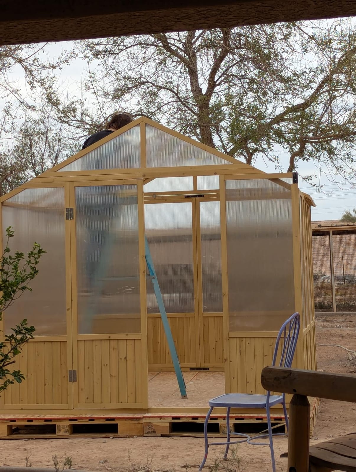 Jocisland 8x9.5x7.5 Ft Wooden Greenhouse, Pre-Assembled Solid Cedar Frame, Walk-in Design, Lockable Door, Adjustable Roof Vents, Polycarbonate Panels for Outdoor, Garden, Backyard customer photo 1