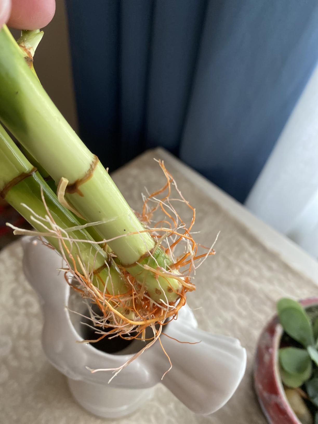 3 Stalks Lucky Bamboo Plants Indoor Live - Multi-Height Set (2x4 & 1x6) for Good Luck & Prosperity - Easy Care Houseplant, Home Office Decor Gift Ready customer photo 1