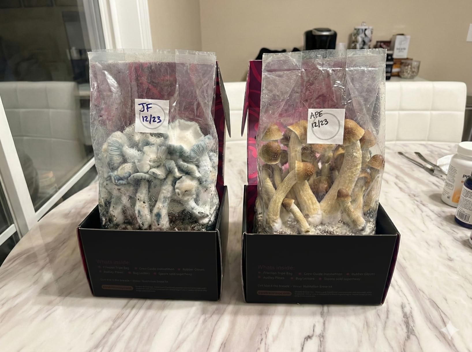 Mushroom Grow Kit - All-in-One 4LB Grow Bag with Self-Healing Port - USA Made customer photo 1