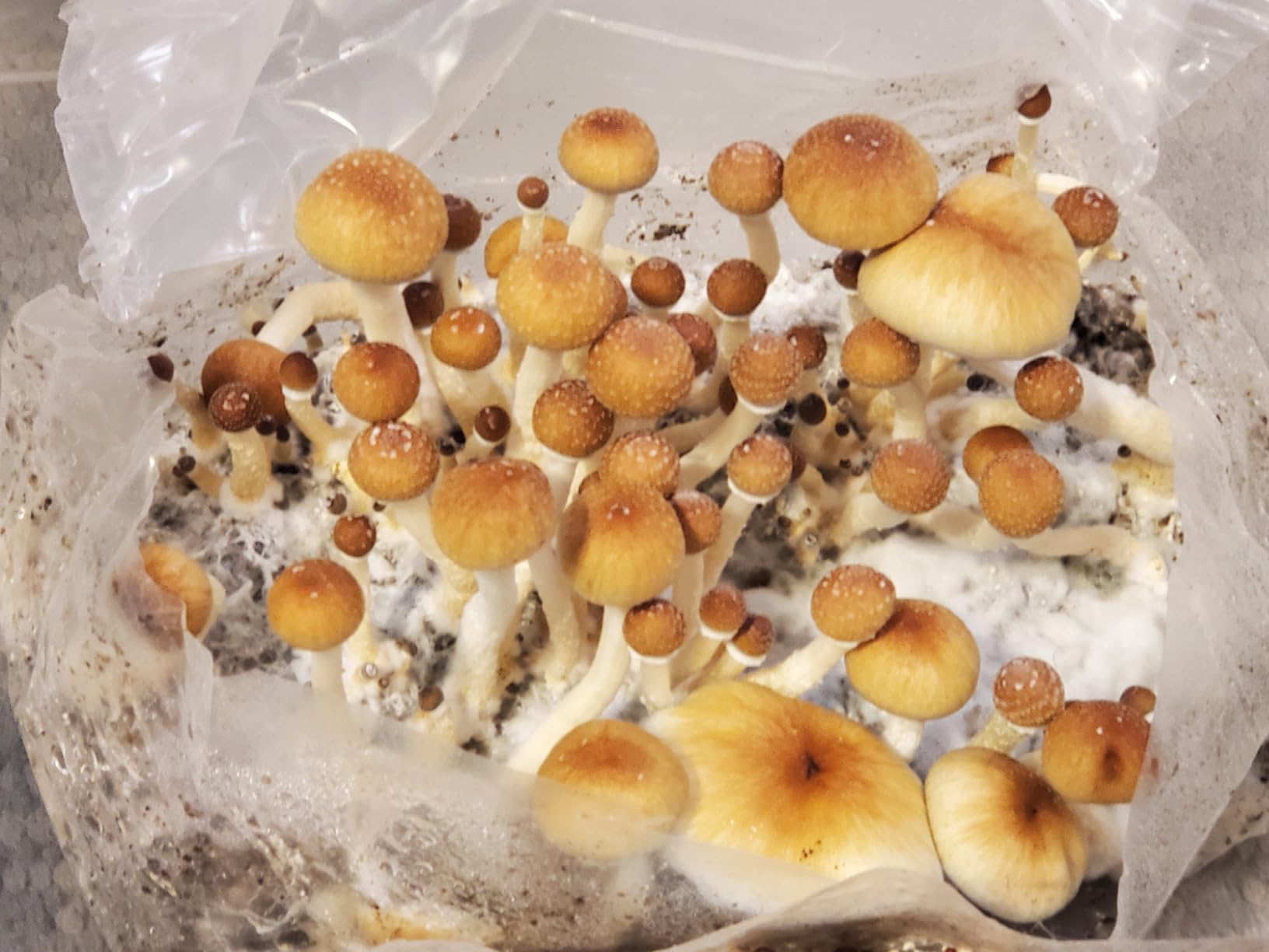 Mushroom Grow Kit - All-in-One 4LB Grow Bag with Self-Healing Port - USA Made customer photo 2