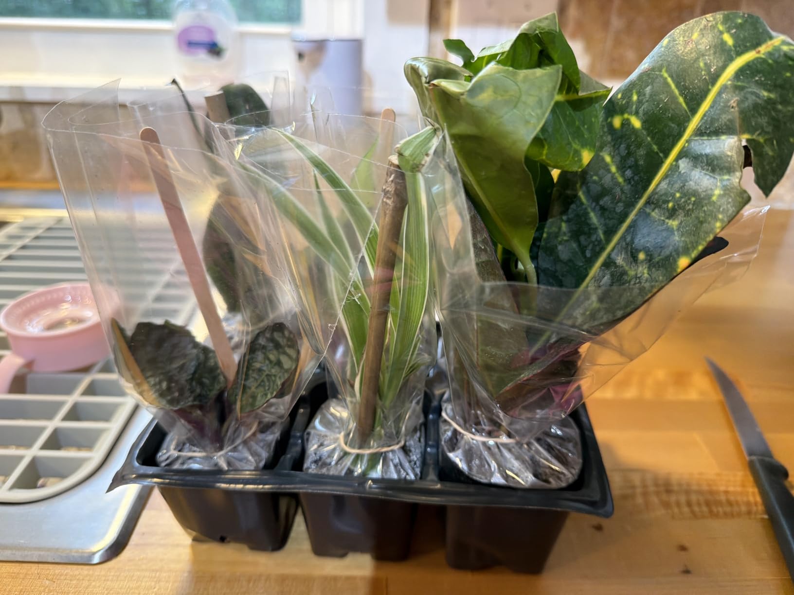 Easy to Grow Live Houseplants (6 Pack), Deluxe Collection of Assorted Air Purifying Indoor Plants, Peperomia, Spider Plants, No Duplicates, Pothos, Easy Plant Care, 2 in Pots, Begonia, Croton customer photo 2