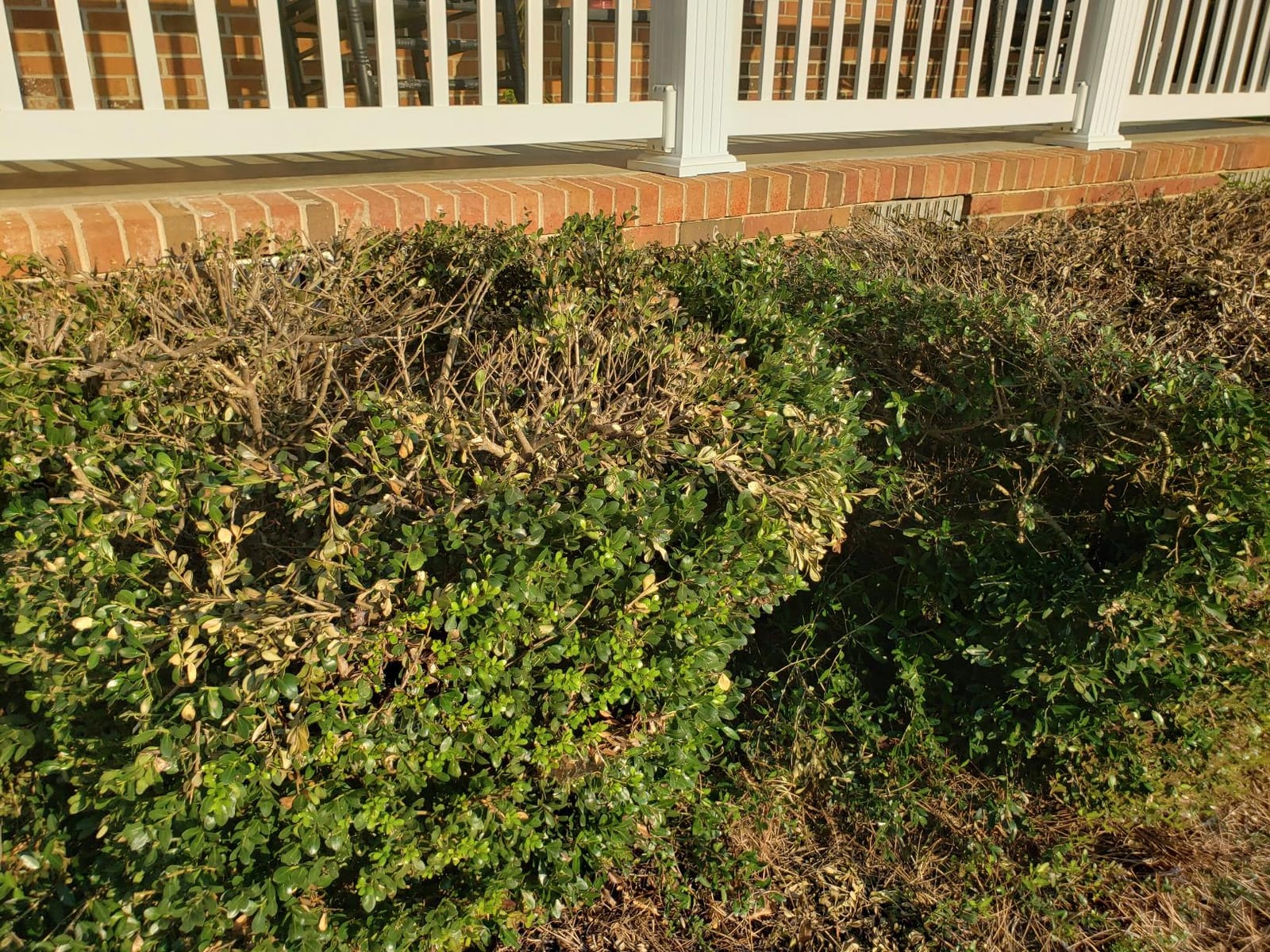 BLACK+DECKER 40V MAX Hedge Trimmer, Cordless, 24-Inch Blade, Battery and Charger Included (LHT2436) customer photo 2
