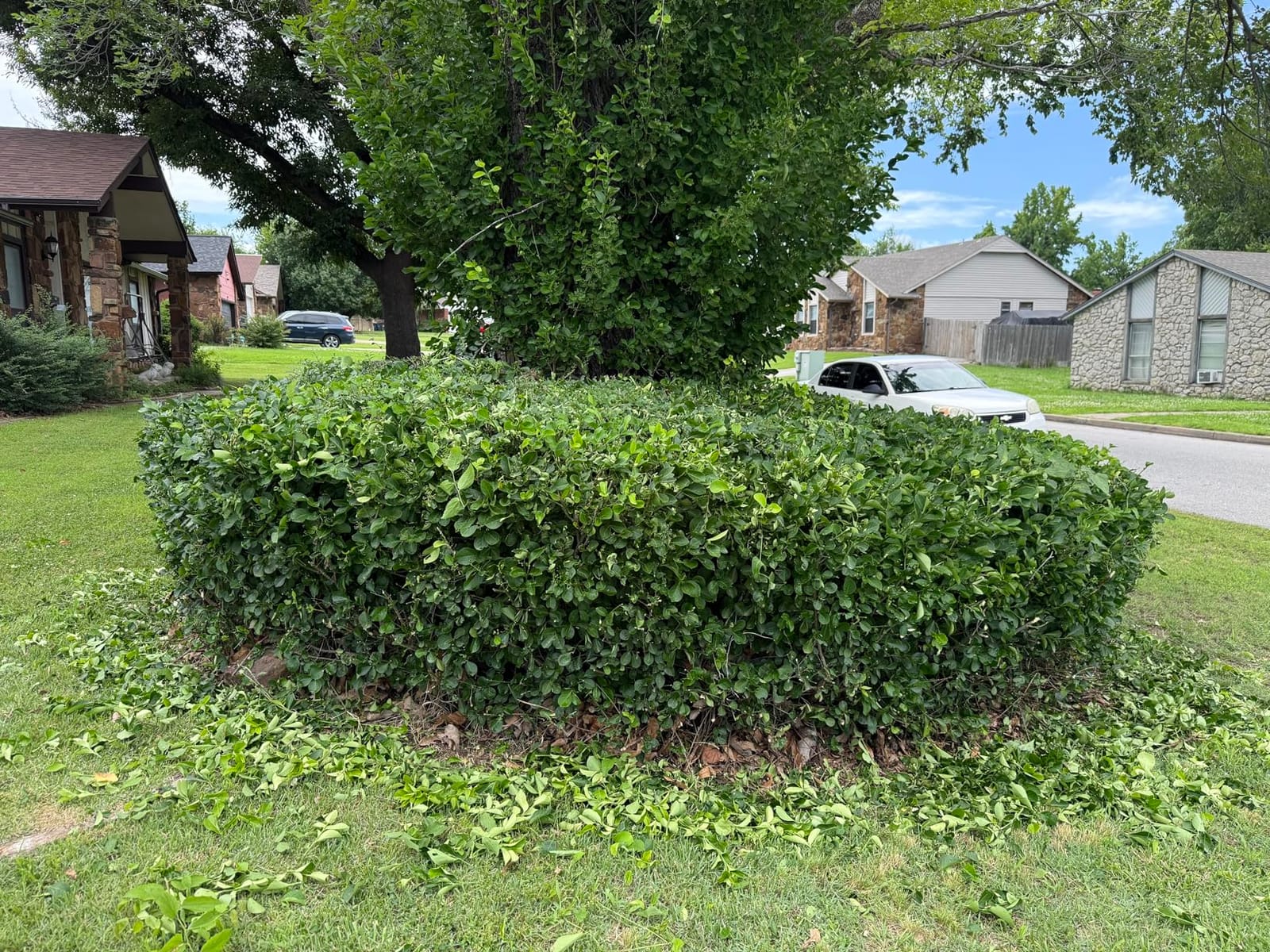 BLACK+DECKER Electric Hedge Trimmer, 17-Inch Corded 3.2 Amp, Dual Action, Reduced Vibration, Cleaner Cut, Lightweight, 3800 Cuts per Min (BEHT150) customer photo 2