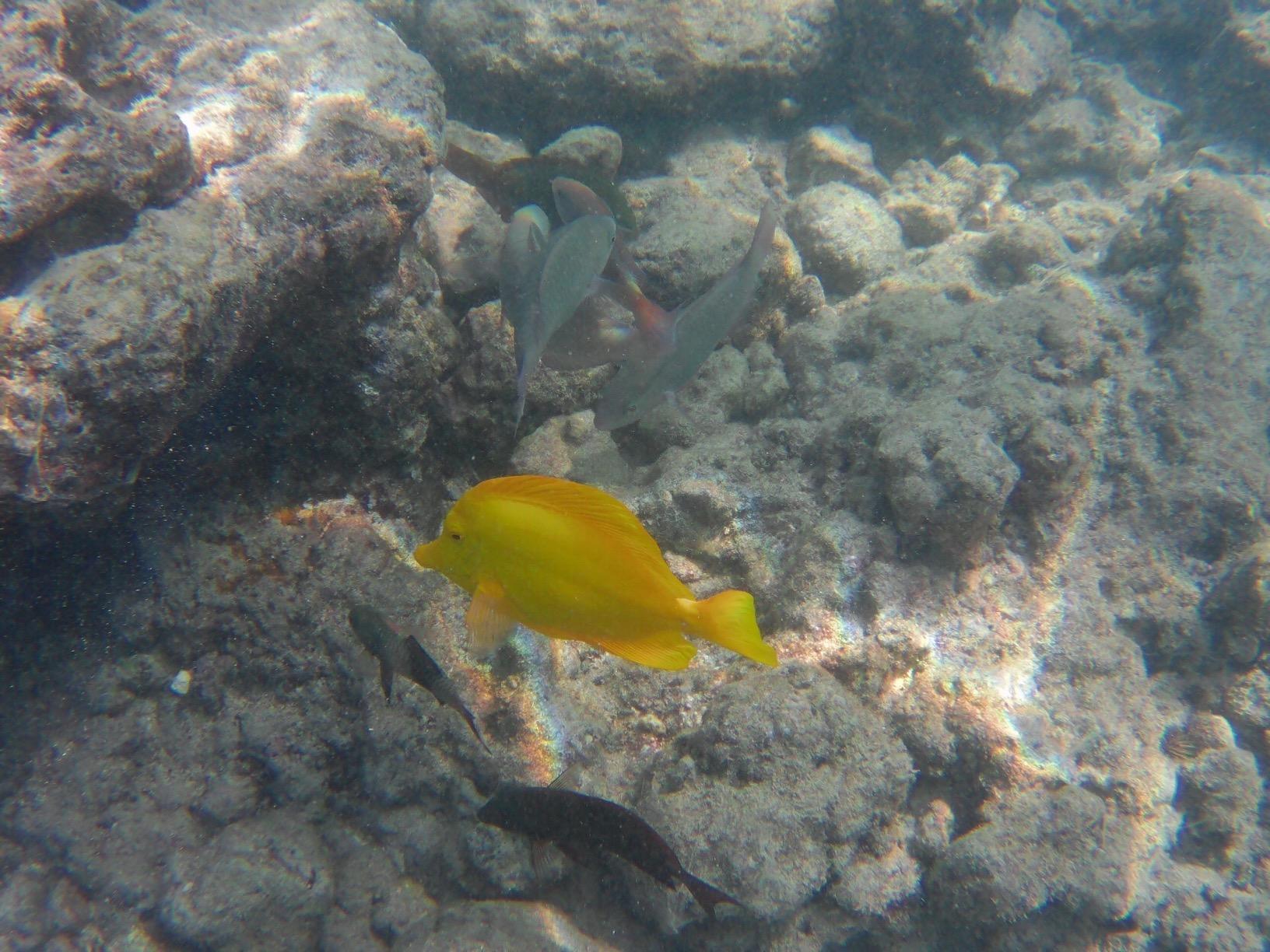 AKASO Brave 4 Action Camera 4K30 Ultra Hd Waterproof Underwater Camera customer photo 1