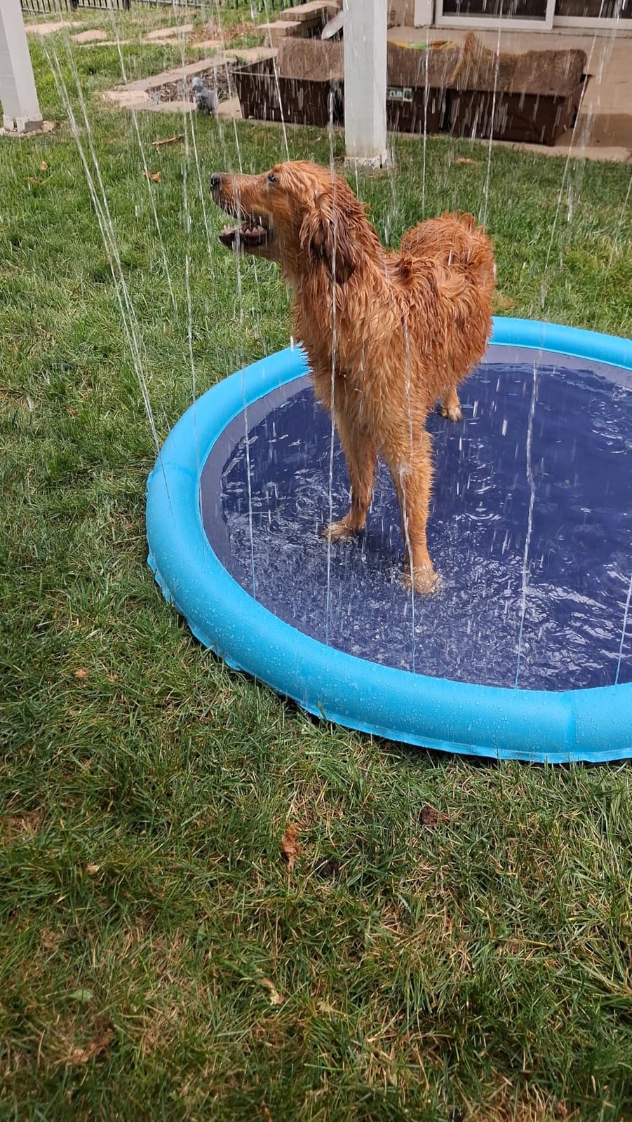 Raxurt Non-Slip Splash Pad for Kids and Dog, 67'' Splash Pad Thicken 0.58mm for Kids Ages 4-8 Toddler Baby Splash Sprinkler Pad Dog Pool Summer Outdoor Water Toys for Boys Girls customer photo 1