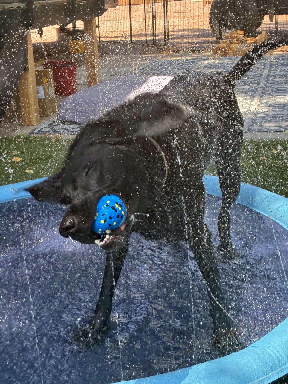 Raxurt Non-Slip Splash Pad for Kids and Dog, 67'' Splash Pad Thicken 0.58mm for Kids Ages 4-8 Toddler Baby Splash Sprinkler Pad Dog Pool Summer Outdoor Water Toys for Boys Girls customer photo 2