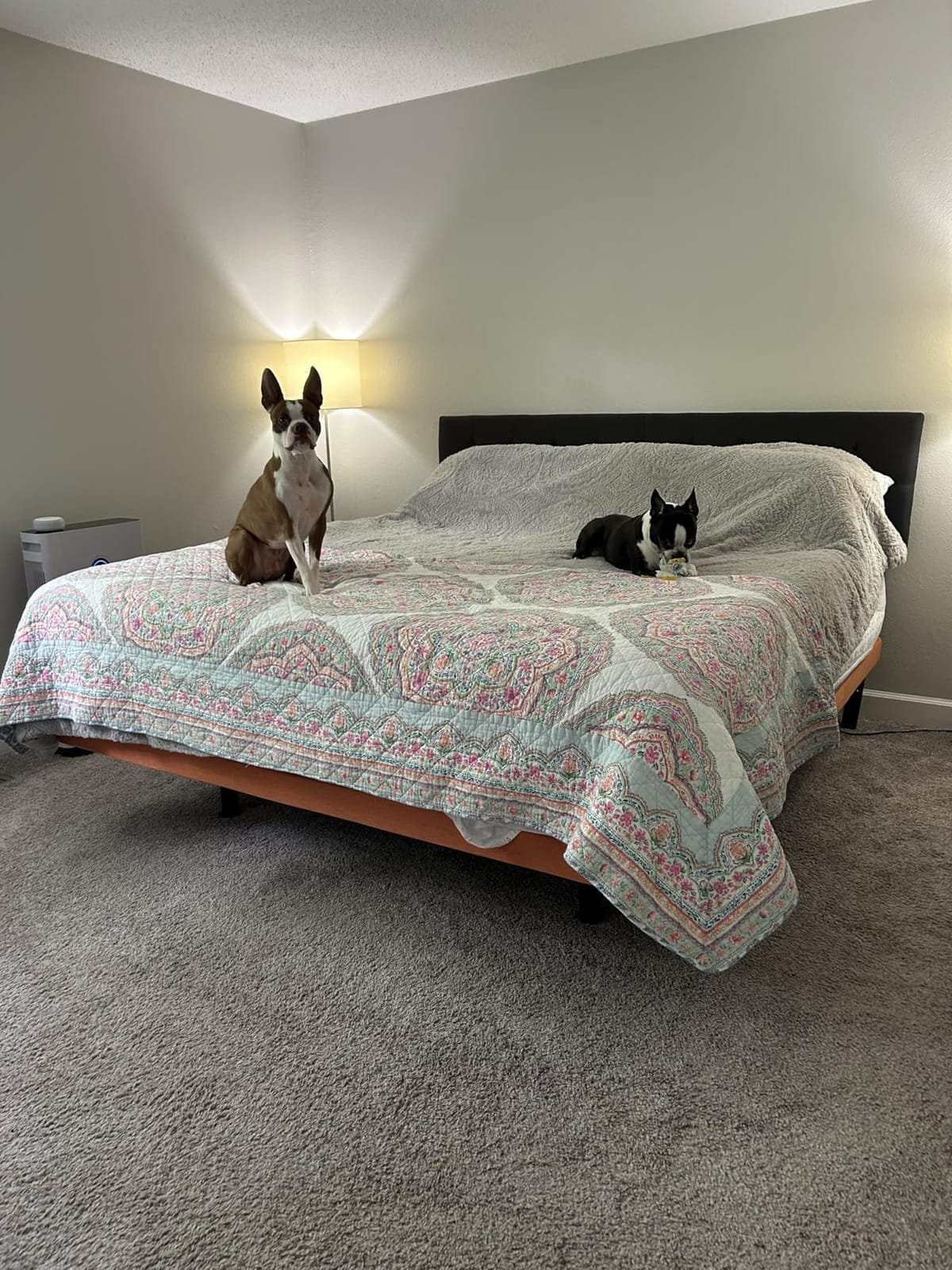 ESHINE Adjustable Bed Frame Split King - Electric Base with Massage, Wireless Remote, Foot&Head Incline, Zero Gravity, Dual USB Ports, Under Bed Light, Split King (2 Twin XL), 3100 Series customer photo 1
