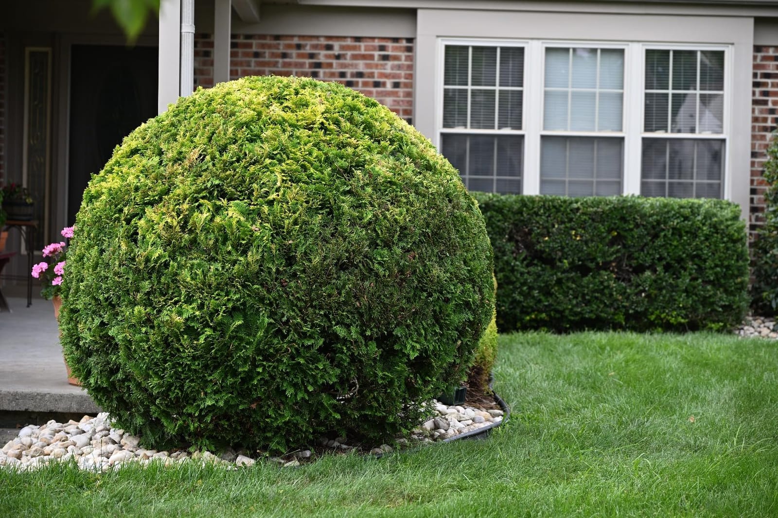 EGO POWER+ Hedge Trimmer Cordless, Electric Hedge Trimmer 26