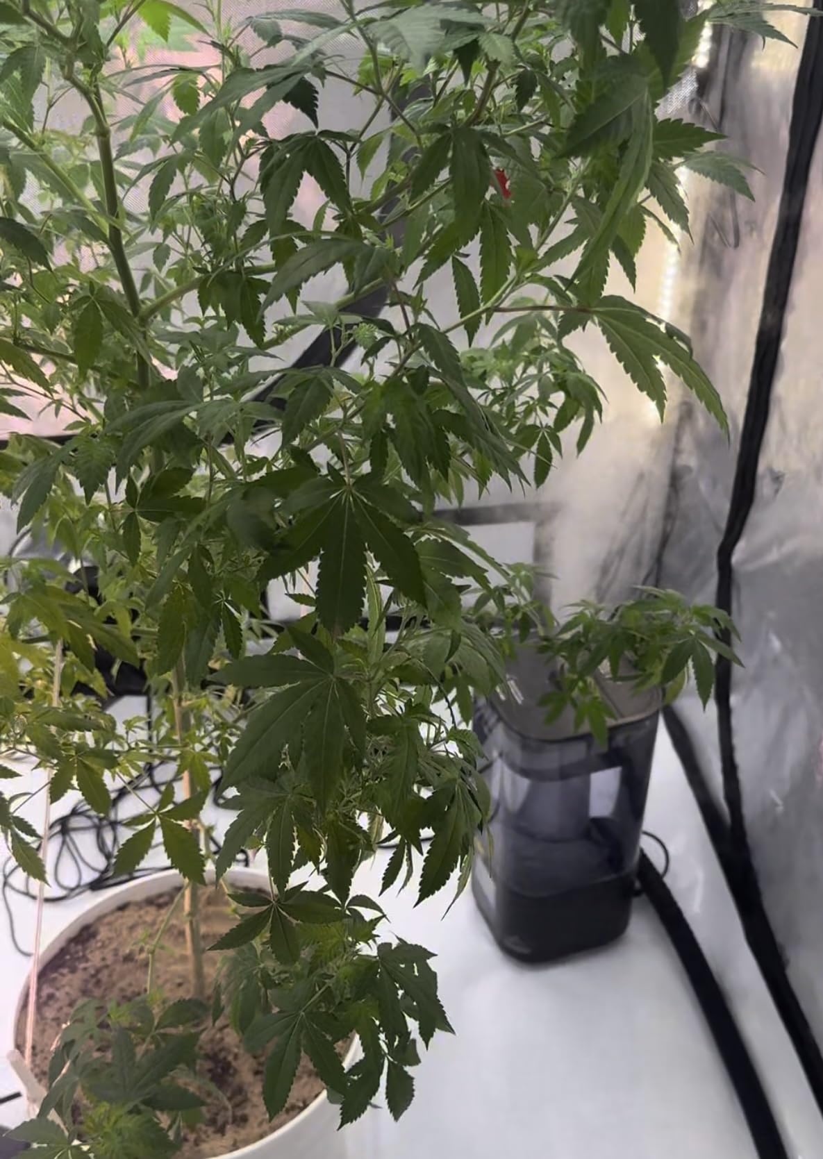 AC Infinity CLOUDFORGE T3, Plant Humidifier 4.5L with VPD Humidity Controls customer photo 2