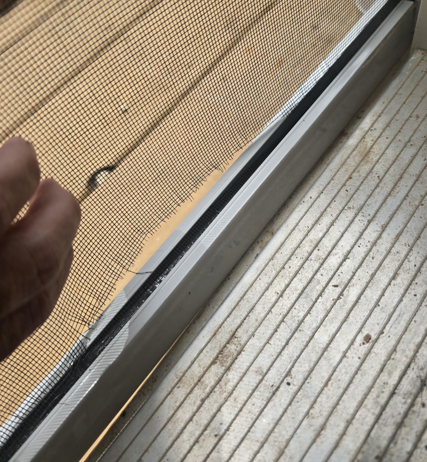 paramondo Retractable Screen for Single Doors 38 9/16