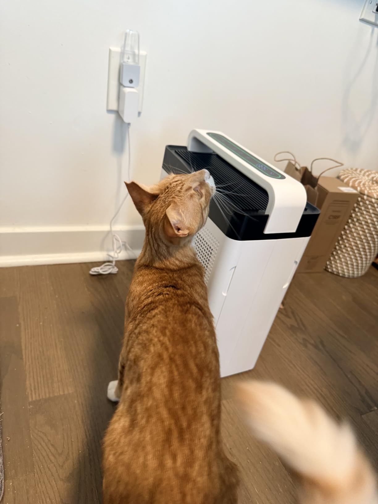Pet Air Purifier for Home Dual-Sided Intake, High-Activated Carbon customer photo 1
